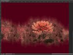 定位花