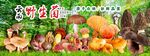 野生菌