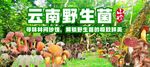 野生菌
