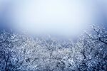 冬日雪景中的银白树林