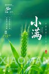 二十四节气小满时节麦穗初长海报