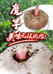 魔芋海报