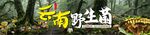云南野生菌大幅海报