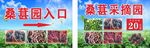 桑葚采摘