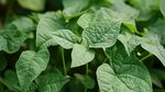 翠绿繁茂的豆科植物叶片