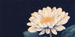 白色菊花插画
