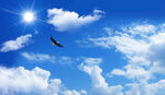 蓝天飞鸟图