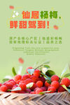 杨梅海报