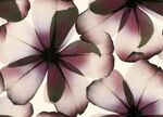 大牌紫花