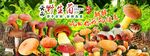 野生菌广告