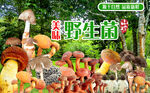 野生菌