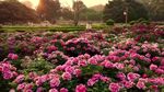 夕阳下的绚烂花海