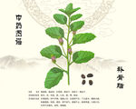 中药材补骨脂