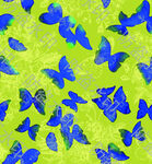 蓝蝶飞舞于翠绿背景间