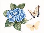 蓝色绣球花与双蝶插画