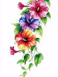 三色扶桑花手绘插画