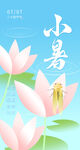 小暑时节绽放的美丽荷花