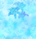 梦幻蓝调百合花背景图