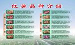 红薯品种详情介绍