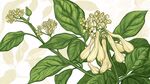 手绘清新花卉植物插画