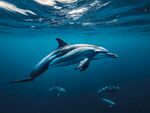 海中畅游的优雅海豚
