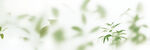 雾气磨砂膜效果绿植贴图