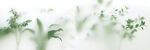 雾气磨砂膜效果绿植贴图