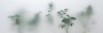 雾气磨砂膜效果绿植贴图