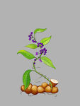 免扣中药茯苓植株插图