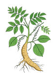 中药葛根插图  