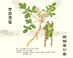 沙参珊瑚草北沙参