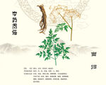 当归中药当归