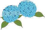 蓝色 绣球 花与 绿叶