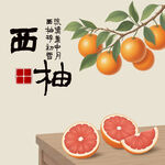 手绘西柚