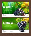 巨峰葡萄海报