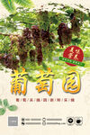 葡萄园宣传海报