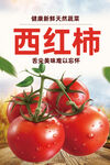 西红柿