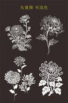 菊花矢量图