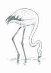 火烈鸟