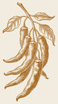 手绘辣椒枝 古朴田园风