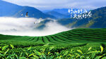 茶园