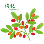 宁夏枸杞插画图中药养生茶饮手绘