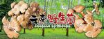 云南野生菌广告