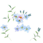手绘花朵