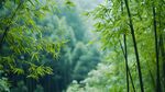 翠绿竹林 清新自然之景