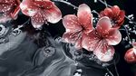 水墨红梅绽放灵动之美