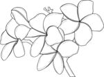 手绘花 矢量图