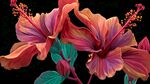 艳丽双色木槿花插画
