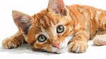 趴着的可爱橘色小猫