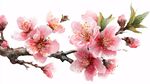 枝头粉嫩桃花绽放